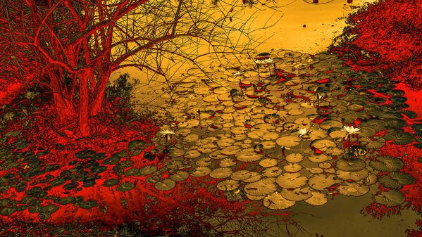 Снимок The Waterlilies китайского фотографа Fan Yi, занявший второе место в категории Abstract Views конкурса The International Garden Photographer of the Year Competition-14 - Sputnik Южная Осетия