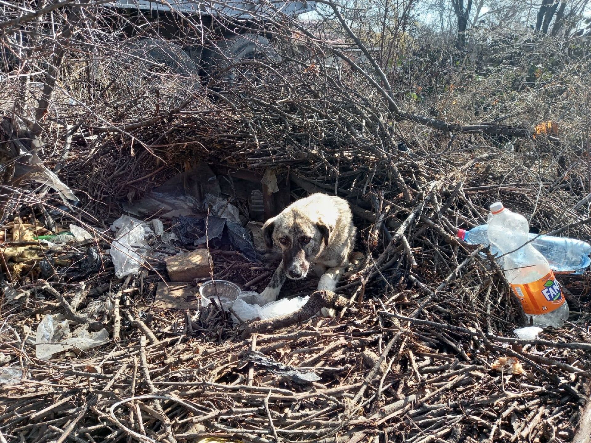 К животным — по-человечески: как житель Цхинвала заботится о беспризорных собаках - Sputnik Южная Осетия, 1920, 11.02.2021