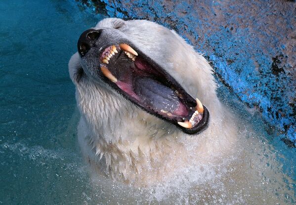 Белый медведь в парке флоры и фауны Роев ручей в Красноярске - Sputnik Южная Осетия