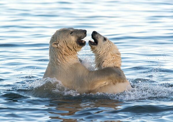 Белые медведи играют в Чукотском море - Sputnik Южная Осетия