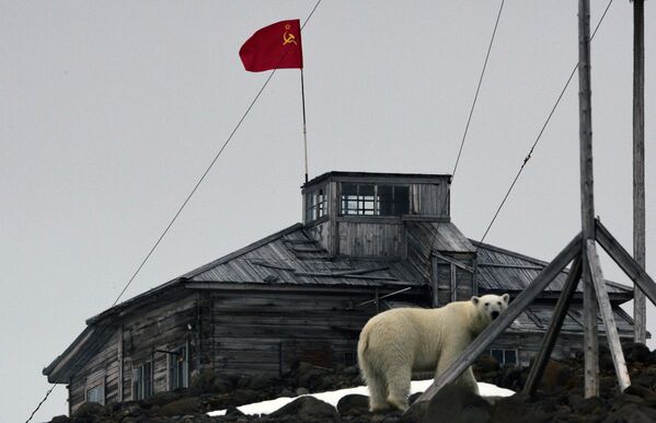Белый медведь на территории полярной станции на берегу бухты Тихая на острове Гукера архипелага Земля Франца-Иосифа - Sputnik Южная Осетия