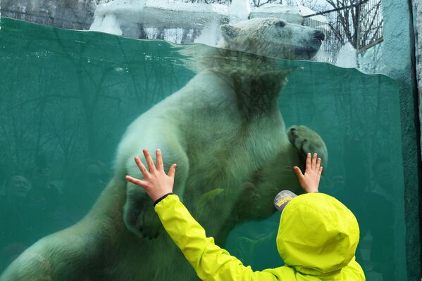 Белый медведь в зоосаде Приамурский имени В.П. Сысоева в Хабаровске - Sputnik Южная Осетия