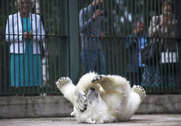 Белая медведица Умка-Аяны в зоопитомнике Московского зоопарка - Sputnik Южная Осетия