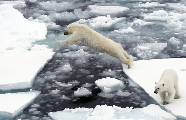 Белые медведи на льдине в Северном ледовитом океане - Sputnik Южная Осетия