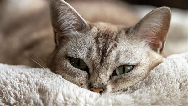 Россиянка узнала, что живет с самой заботливой кошкой - Sputnik Южная Осетия