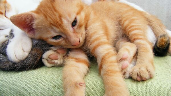 Кошка трогательно успокоила спящего котенка - Sputnik Южная Осетия