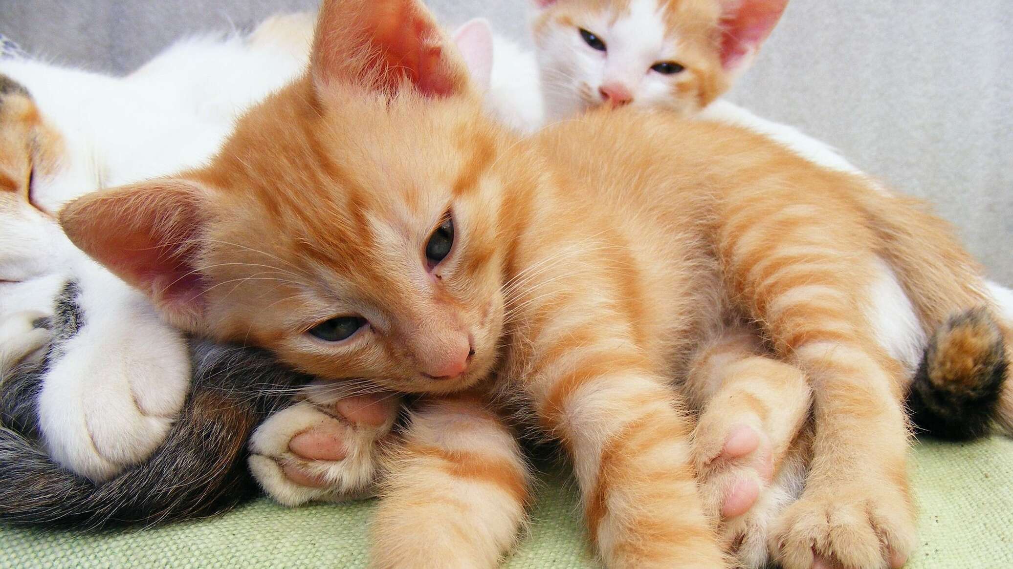 Сколько спят котята в 2. Кошка с котятами. Фото кошек и котят. Картинки кошек и котят. Кот и котенок фото.