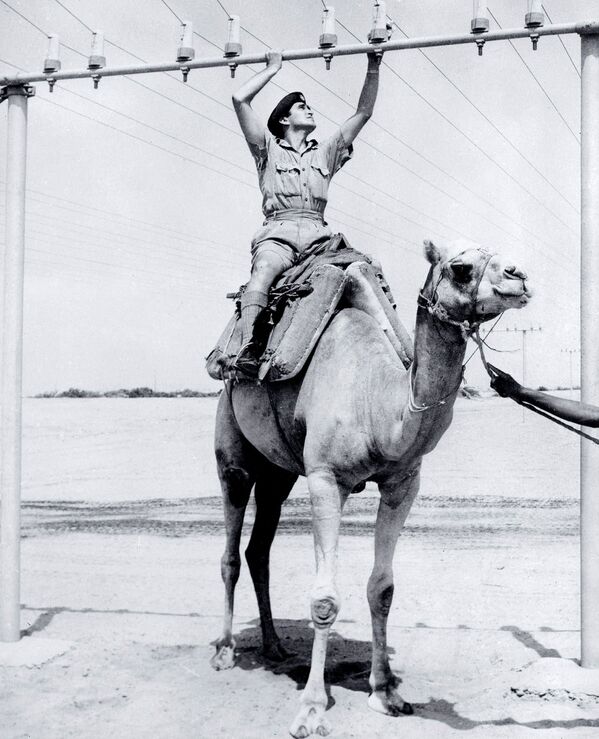 Проверяющий телефонную линию солдат на верблюде недалеко от Адена, 1962 год  - Sputnik Южная Осетия
