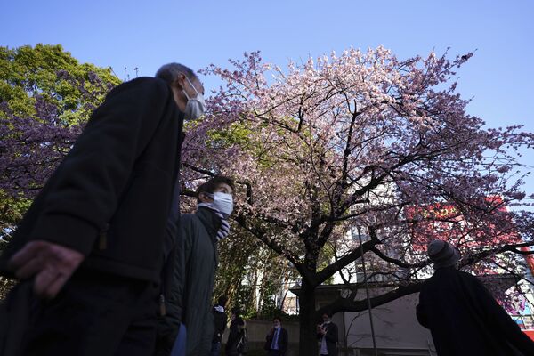Люди любуются цветущей вишней в Токио - Sputnik Южная Осетия