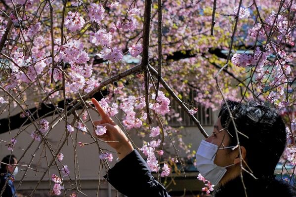 Девушка любуется цветущей вишней в Токио - Sputnik Южная Осетия