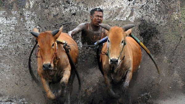 Погонщик подстегивает своих коров во время забега Паку Джави, Западная Суматра, Индонезия - Sputnik Южная Осетия