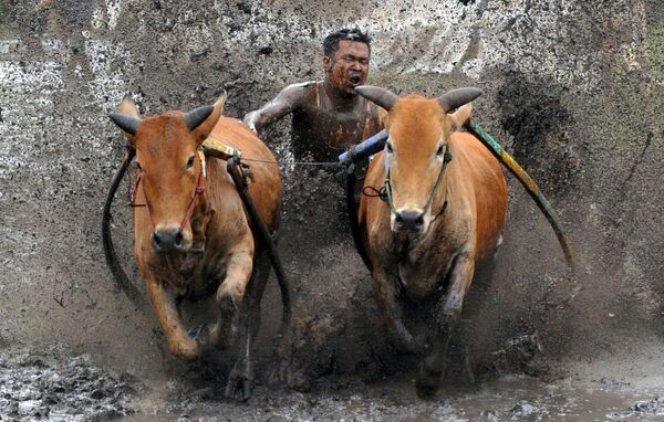 Погонщик подстегивает своих коров во время забега Паку Джави, Западная Суматра, Индонезия - Sputnik Южная Осетия