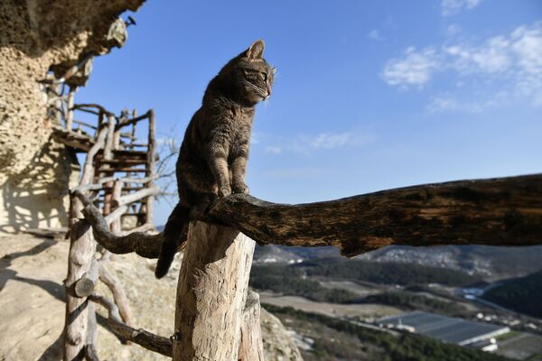 Кошка на территории пещерного монастыря Челтер-Мармара, расположенного на обрыве горы Челтер-Кая в Крыму - Sputnik Южная Осетия