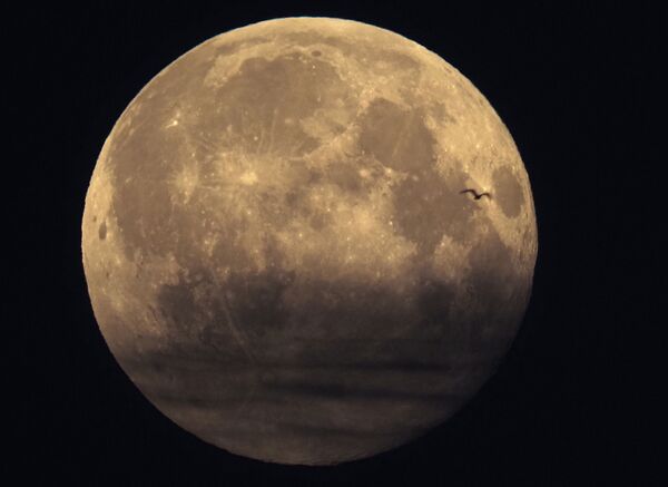 Птица на фоне полной луны в Санкт-Петербурге, Россия  - Sputnik Южная Осетия