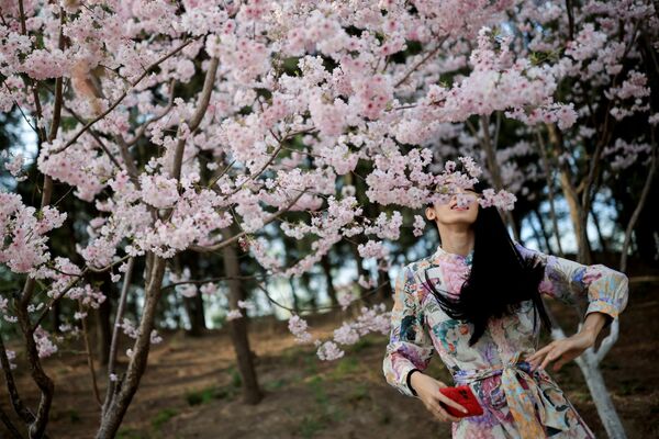 Женщина стоит среди цветущих деревьев во время сезона цветения сакуры в парке Юйюаньтань в Пекине - Sputnik Южная Осетия