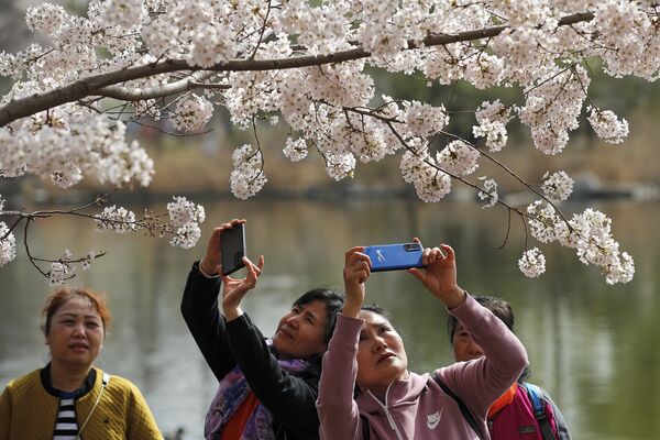 Женщины фотографируют цветение сакуры в парке Юйюаньтань во время весеннего фестиваля в Пекине - Sputnik Южная Осетия