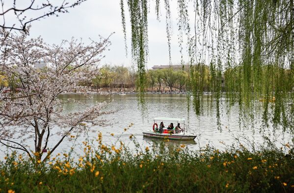 Люди катаются на лодке в парке Юйюаньтань во время сезона цветения сакуры в Пекине - Sputnik Южная Осетия