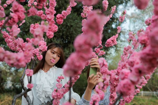 Девушки фотографируются среди цветущих деревьев во время сезона цветения сакуры в парке Юйюаньтань в Пекине - Sputnik Южная Осетия