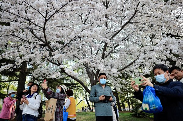 Посетители фотографируют цветение сакуры в парке Юйюаньтань во время весеннего фестиваля в Пекине - Sputnik Южная Осетия