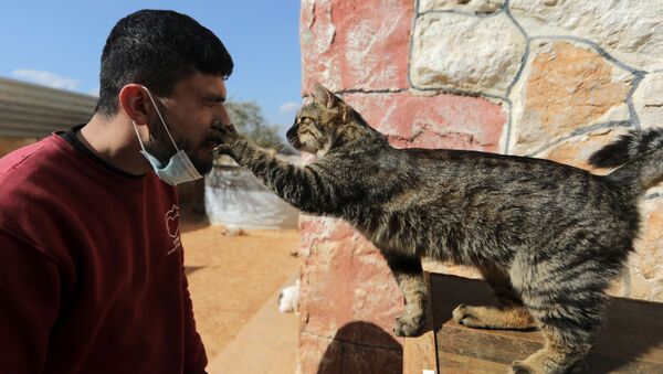 Рабочий играет с кошкой в приюте для кошек Эрнесто в Идлибе, Сирия - Sputnik Южная Осетия
