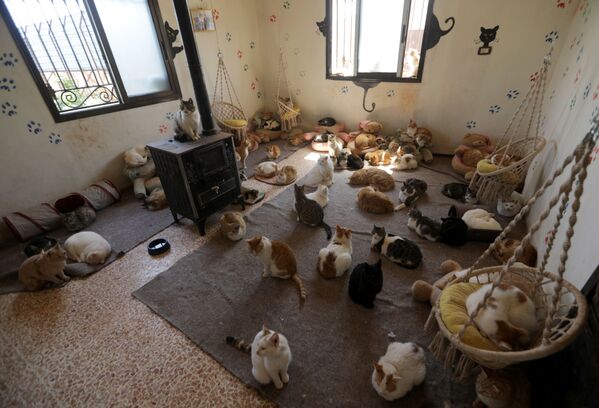 Приют для кошек Эрнесто в Идлибе, Сирия - Sputnik Южная Осетия