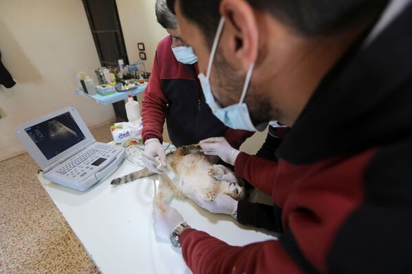 Медицинские работники осматривают кошку в ветеринарной клинике приюта для кошек Эрнесто в Идлибе, Сирия - Sputnik Южная Осетия