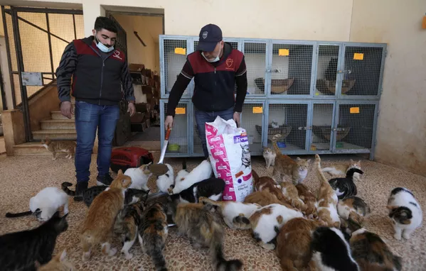 Сотрудники кошачьего приюта в Идлибе кормят питомцев Сотрудники кошачьего приюта в Идлибе кормят питомцев - Sputnik Южная Осетия