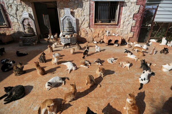 Приют для кошек Эрнесто в Идлибе, Сирия - Sputnik Южная Осетия
