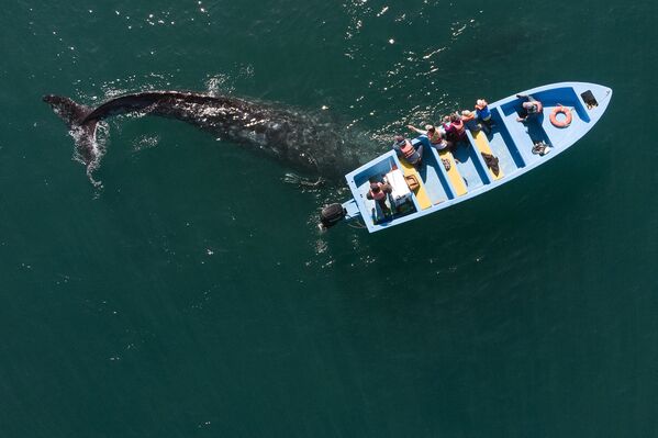 Аэросъемка серого кита у лодки с наблюдателями в Мексике  - Sputnik Южная Осетия