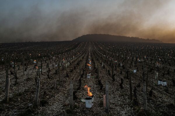 Cпасение урожая винограда от заморозков во Франции - Sputnik Южная Осетия
