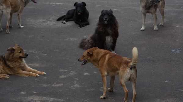 Бездомные собаки - Sputnik Южная Осетия