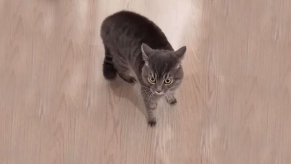 Кот устроил истерику из-за чужаков в квартире - Sputnik Южная Осетия
