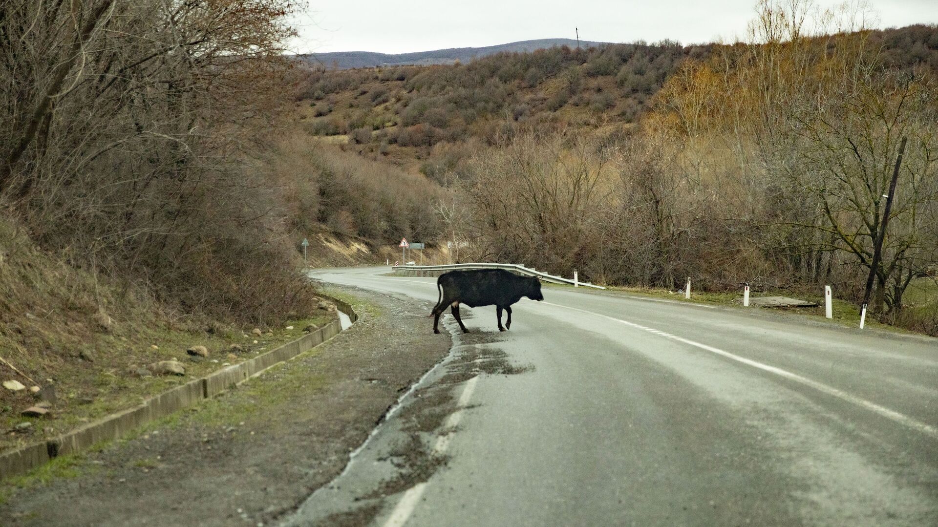 Корова на дороге - Sputnik Южная Осетия, 1920, 29.11.2022