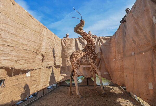 Снимок Rescue of Giraffes from Flooding Island фотографа из США Ami Vitale, занявший первое место конкурса World Press Photo 2021 в категории Nature - Sputnik Южная Осетия