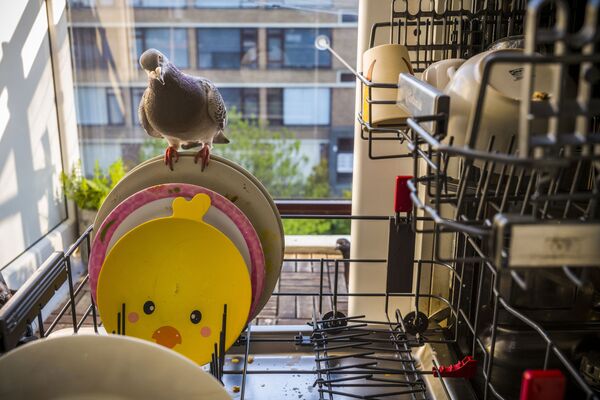 Снимок из серии Pandemic Pigeons—A Love Story фотографа из Нидерландов Jasper Doest, занявшей первое место конкурса World Press Photo 2021 в категории Nature - Sputnik Южная Осетия