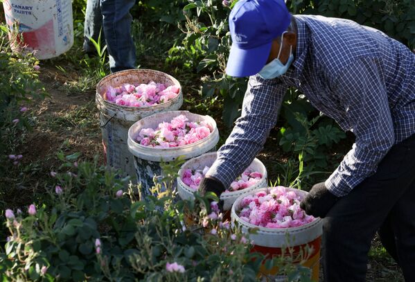 Рабочий на ферме собирает дамасские розы в городе Эт-Таиф - Sputnik Южная Осетия