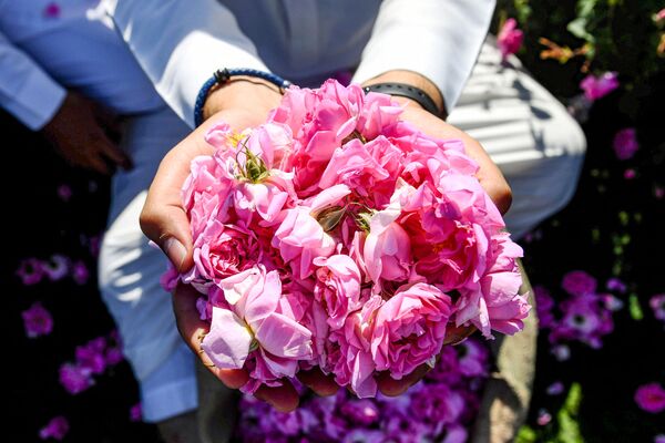 Собранные розы Таифа в саудовском городе Эт-Таиф - Sputnik Южная Осетия