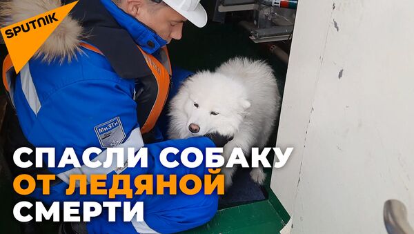 Как экипаж ледокола спас собаку, потерявшуюся во льдах - Sputnik Южная Осетия