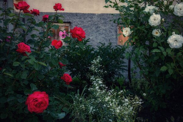 Цветение роз в Цхинвале - Sputnik Южная Осетия