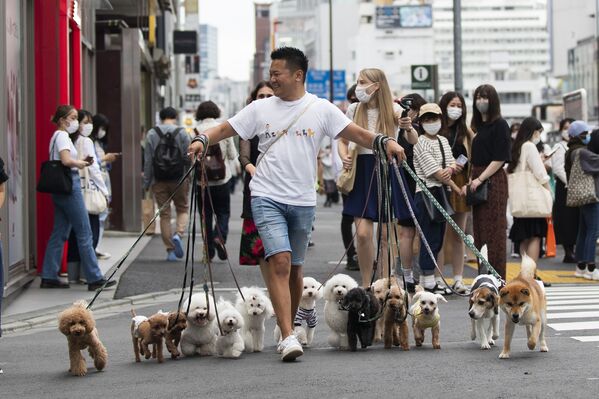 Профессиональный выгульщик переходит дорогу с собаками в Токио - Sputnik Южная Осетия
