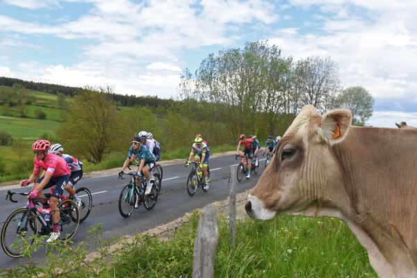 Велосипедисты проезжают мимо коровы во время велогонки Criterium du Dauphine - Sputnik Южная Осетия
