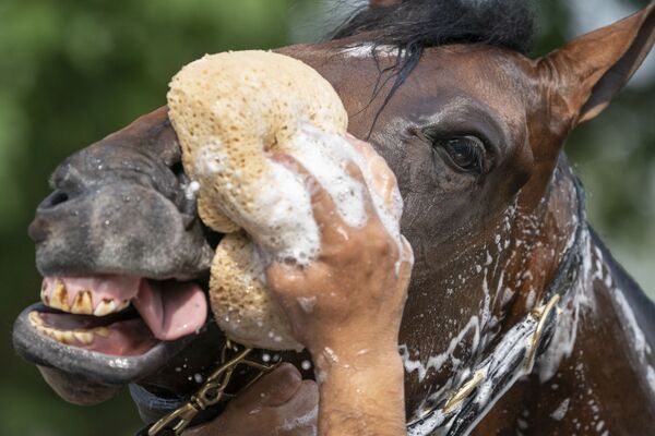 Жокей моет лошадь после забега в Элмонте, штат Нью-Йорк, США - Sputnik Южная Осетия
