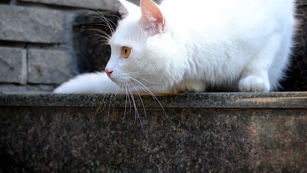 Мама-кошка научила котёнка спускаться по ступенькам - Sputnik Южная Осетия