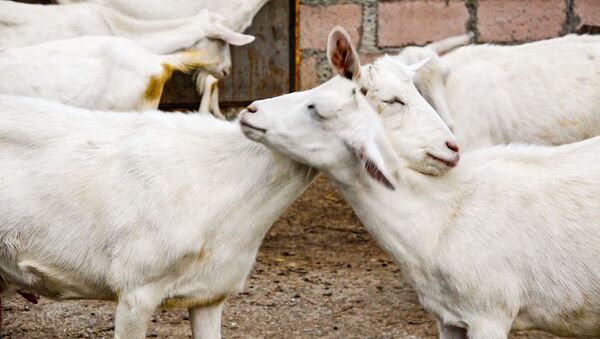 Как швейцарским козам живется в Южной Осетии - репортаж из фермы в селе Тбет - Sputnik Южная Осетия