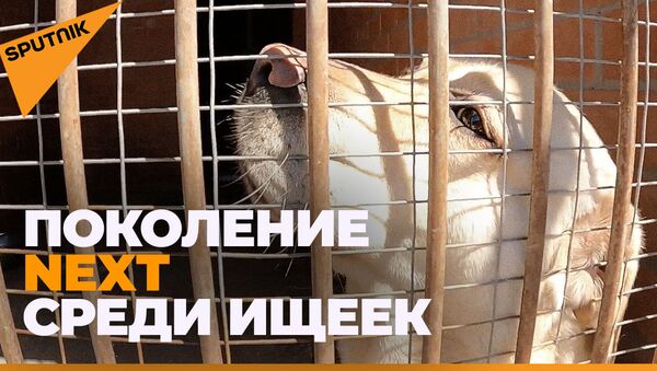Как растят будущих следопытов: ясли для служебных собак - Sputnik Южная Осетия