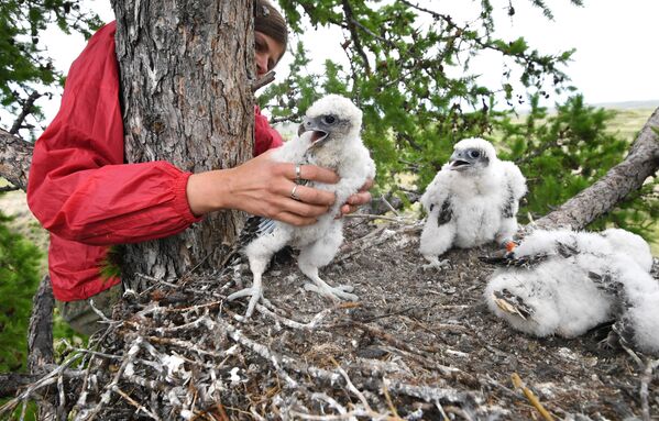 Орнитолог центра реабилитации диких животных  во время проведения учета птенцов сокола-балобана в Алтае-Саянском регионе - Sputnik Южная Осетия