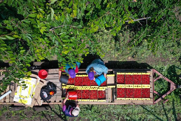 Сбор урожая черешни сорта Дайбера чёрная  в Ставропольском крае - Sputnik Южная Осетия