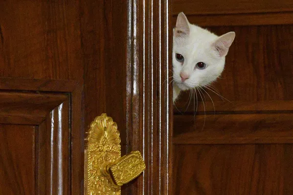 Эрмитажный кот-оракул Ахилл перед предсказанием результата матча чемпионата Европы Евро-2020 Эрмитажный кот-оракул Ахилл перед предсказанием результата матча чемпионата Европы Евро-2020 - Sputnik Южная Осетия