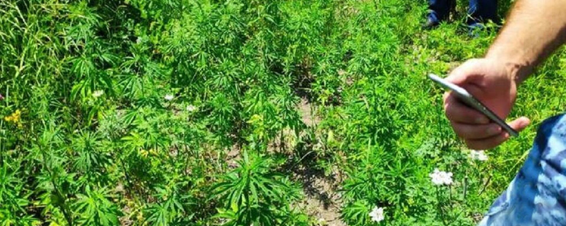 Сотрудники УВД Дзауского района обнаружили в лесном массиве кусты дикорастущей конопли - Sputnik Южная Осетия, 1920, 16.07.2025
