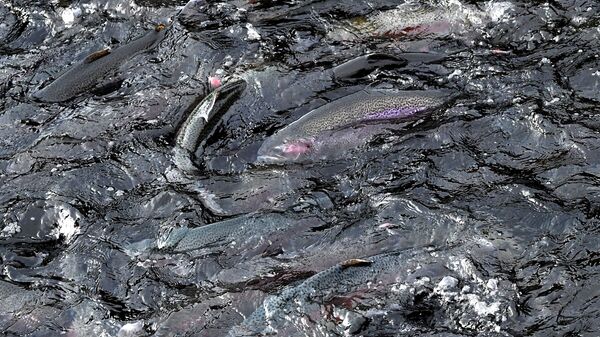 Рыбная ферма - Sputnik Южная Осетия